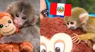 Monito ‘Punch’ peruano fue rescatado por Serfor y ahora vive junto a su peluche en conocido zoológico de Lima