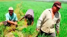 Productores de arroz lanzan ULTIMÁTUM al Gobierno: declaran estado de emergencia o se van a PARO INDEFINIDO
