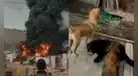 Tragedia en Villa El Salvador: Gigante incendio consume almacén y pone en riesgo a alberge de perros