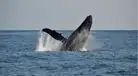 ¡SORPRESA EN EL MAR! Inusual avistamiento de ballenas en Lima y Callao sería por el Niño Costero