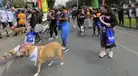 Caminata Solidaria Huellas 4K busca alcanzar 1000 esterilizaciones para perros y gatos en situación de abandono