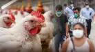 ¿La gripe aviar se CONTAGIA entre humanos? Esto dice el Centro de Epidemiología del Perú ante ALERTA SANITARIA del Senasa