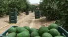Cultivo de paltas: el "oro verde" del Perú