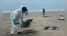 ¡Tragedia en Trujillo! Decenas de pelícanos aparecen sin vida en playa de Salaverry