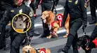 Canes de la Policía generan ALARMA tras mostrar signos de AGOTAMIENTO por el calor en la Parada Militar 2026