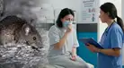 ALERTA SANITARIA | Chile activa protocolos de bioseguridad tras 18 fallecidos por hantavirus: ¿existe riesgo para el Perú?