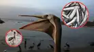 PELÍCANOS en Chorrillos luchan por SOBREVIVIR: se enfrentan a la escasez de anchoveta por El Niño