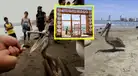 ALERTA en Huanchaco: pelícanos INVADEN el muelle por falta de alimento y advierten grave CRISIS en el mar