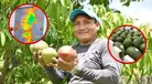 ¡Alerta en Lambayeque! El intenso calor pone en RIESGO las cosechas de MANGO y PALTA
