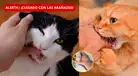 ¡TEN CUIDADO! ¿Tu gato te mordió o arañó? Estos SÍNTOMAS podrían revelar una PELIGROSA INFECCIÓN, según INS