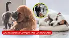 ¿MÁS MASCOTAS Y MENOS NIÑOS? INEI revela cómo están CAMBIANDO los hogares peruanos | CIFRAS SORPRENDEN