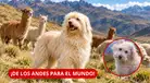¡PERÚ TIENE UN NUEVO ORGULLO DE CUATRO PATAS! "Chaku Cusqueño" se convierte en una de las RAZAS RECONOCIDAS del país