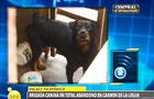 Carmen de la Legua: seis Rottweiler fueron abandonados por municipio (FOTOS)