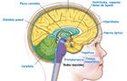 Sistema nervioso: conoce cuál es su composición en el cuerpo humano