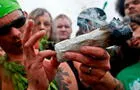 Conoce el significado del número 420 en el Día Mundial de la Marihuana