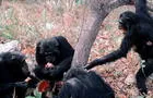 Estudio revela que los chimpancés comparten alimento solo con sus amigos