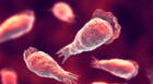 Estados Unidos: Confirman un caso de infección de la ameba “come cerebros” [FOTO]