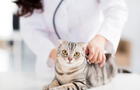 Día Internacional del Gato: La importancia de la esterilización y dónde puedo hacerlo