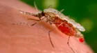 Día Mundial del Paludismo: lo que debes conocer de esta enfermedad