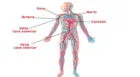 Conoce los órganos clave del sistema circulatorio y su papel esencial en la salud humana