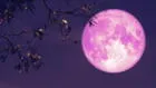 Superluna de fresa 202 EN VIVO: mira los cambios de la luna llena en países de Latinoamérica