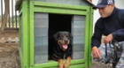Surco: con plástico reutilizado crean casas para mascotas rescatadas por Brigada Canina