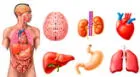 ¿Cuáles y cuántos son los órganos internos del cuerpo humano?