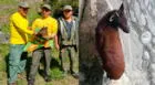 Cusco: Guardaparques rescatan a venado enano en Machupicchu tras caer al río Vilcanota