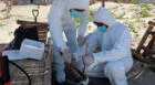 Perú en ALERTA SANITARIA por influenza aviar H5N1 en aves silvestres, según Senasa [VIDEO]