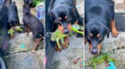 Rottweiler caza a una iguana y su dueño le grita: “Suelta eso, Gustavo, ese animalito no te hizo nada”