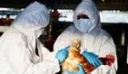 Chile confirma el primer caso de gripe aviar en humanos: se trata de un hombre de 53 años