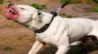 Chincha: niña de tres años sufre brutal ataque de perro pitbull