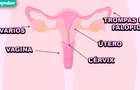 Aprende cómo funciona el sistema reproductor: sus órganos internos y funciones