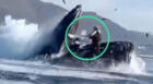 Estados Unidos: dos turistas fueron tragadas por una ballena jorobada mientras practicaban kayak