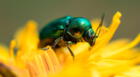 Significado de encontrar escarabajos en casa ¿Qué significa espiritualmente?
