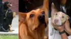 Día del perro: estos son los 3 superhéroes de cuatro patas más queridos del Perú