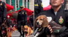 “Qué ternura. Es lo más interesante”, usuarios se enamoran del desfile de la Policía Canina