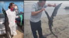 ¡Urgente! aves muertas en nuevo derrame de petróleo en playas de Ventanilla