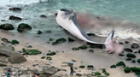 Ministerio Público investiga hallazgo de una ballena varada en Punta Hermosa