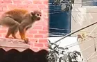 SJL: monos ardilla son vistos paseando y saltando entre los techos y cables eléctricos