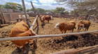 Preocupación por disminución de la producción de leche en 50 % en Lambayeque