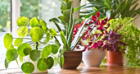 Mantén tus plantas bonitas y sanas