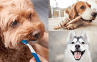Mascotas: Aprende a limpiar los dientes de tu perro