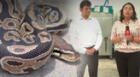 Magdalena: enorme serpiente Pitón es hallada en complejo deportivo Chamochumbi