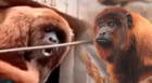 Preocupación en SJL: Reportan supuesta presencia de mono aullador rojo y lo apodan "Eduardo"