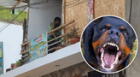SJL: Policía canina llega para llevarse a perros rottweilers que mataron a bebé de 3 meses