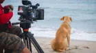 Cine: “Vaguito, Te esperaré en la orilla” se asocia con cadena de cine para llevar comida a perritos abandonados