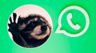 WhatsApp: ¿Cómo descargar el sticker del mapache Pedro y el audio de Raffaella Carrá?