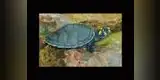Tortuga Charapa