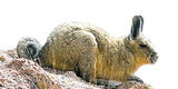 La vizcacha de la sierra